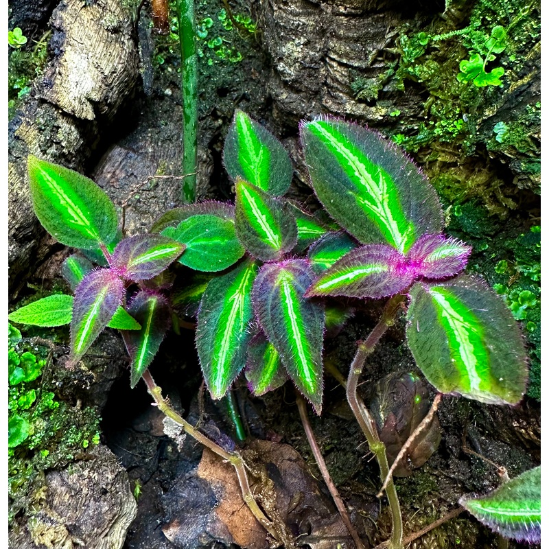 Sonerila aff. pulchella|6+ leaf cutting|Rooted with 6+ leaves
