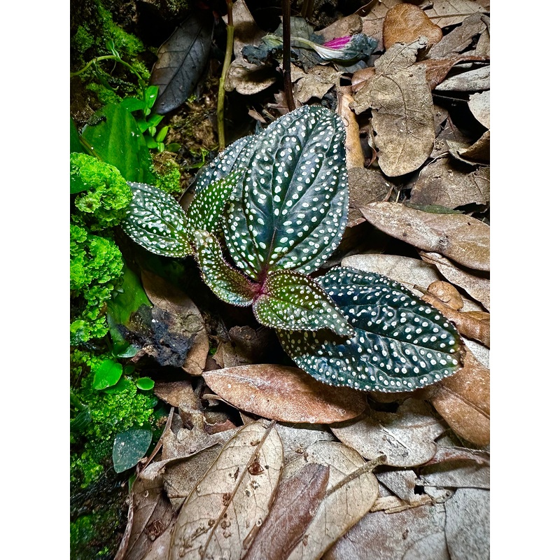 Sonerila sp. Magenta Moonlight