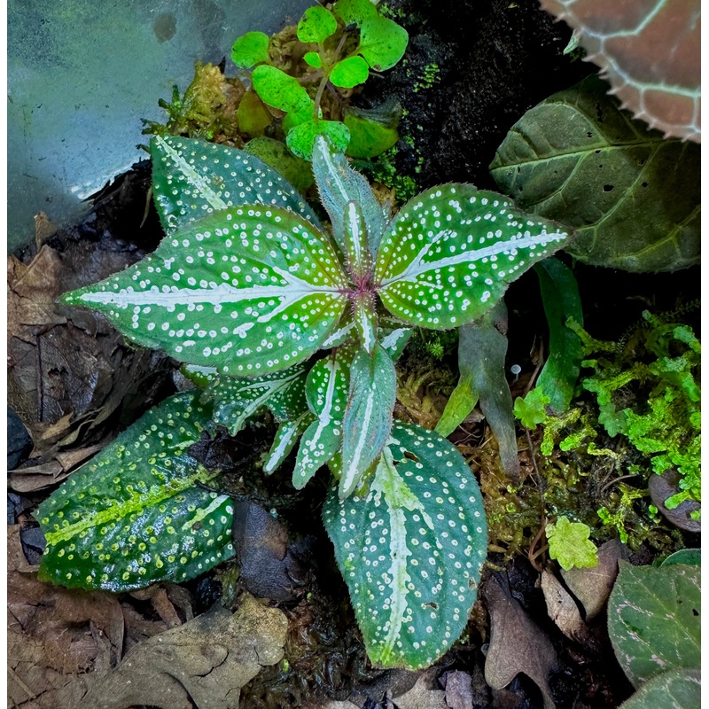 Sonerila sp. Super Spot|6+ leaf cutting|Rooted with 6+ leaves