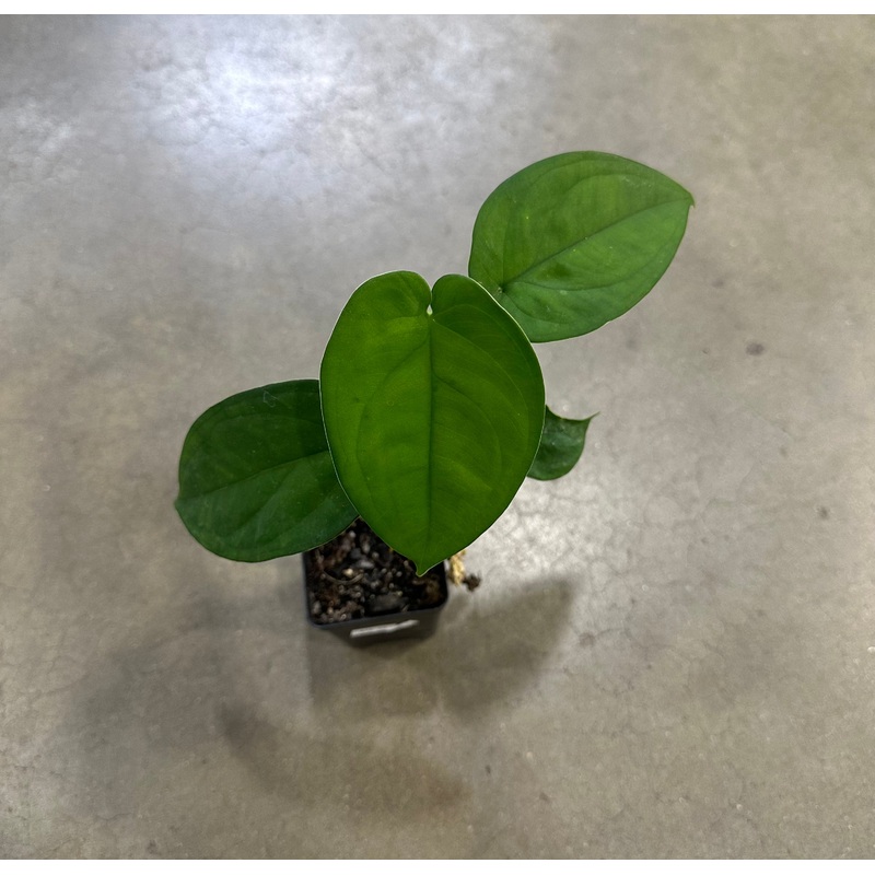 Syngonium macrocarpa|2-3 leaf cutting|Rooted with 3+ leaves