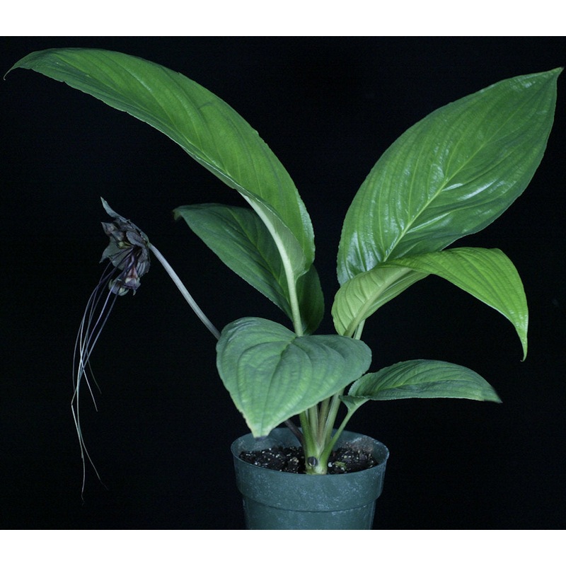 Tacca chantrieri