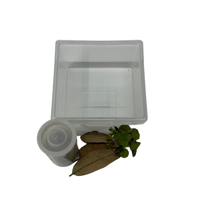 TadDaddy Basic Tadpole Kit|Single Kit|5 pack Kit|10 pack Kit