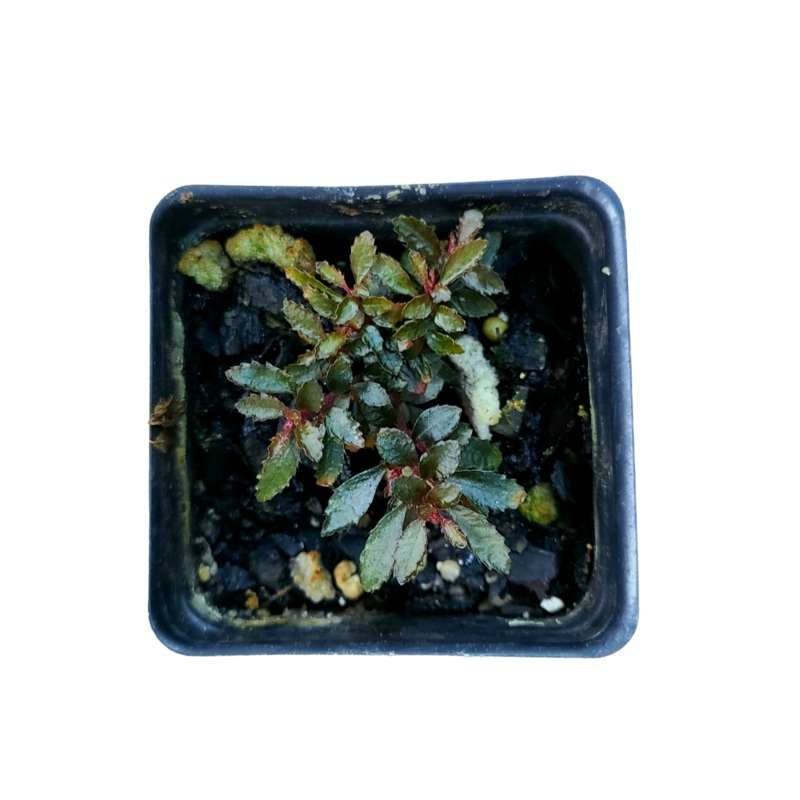 Triolena pileoides|20+ leaf cutting|Rooted with 20+ leaves