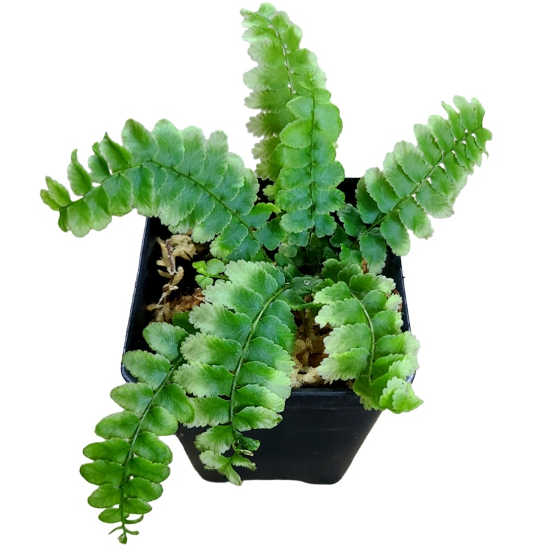 Unknown Volunteer Fern – Non Exact