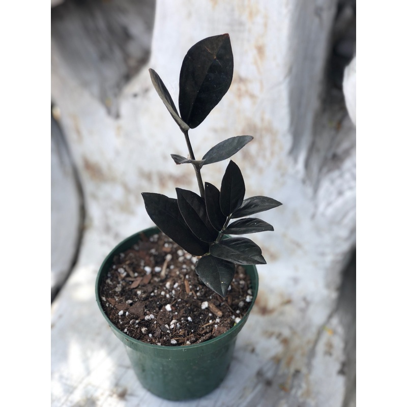Zamioculcas zamiifolia ‘Raven’