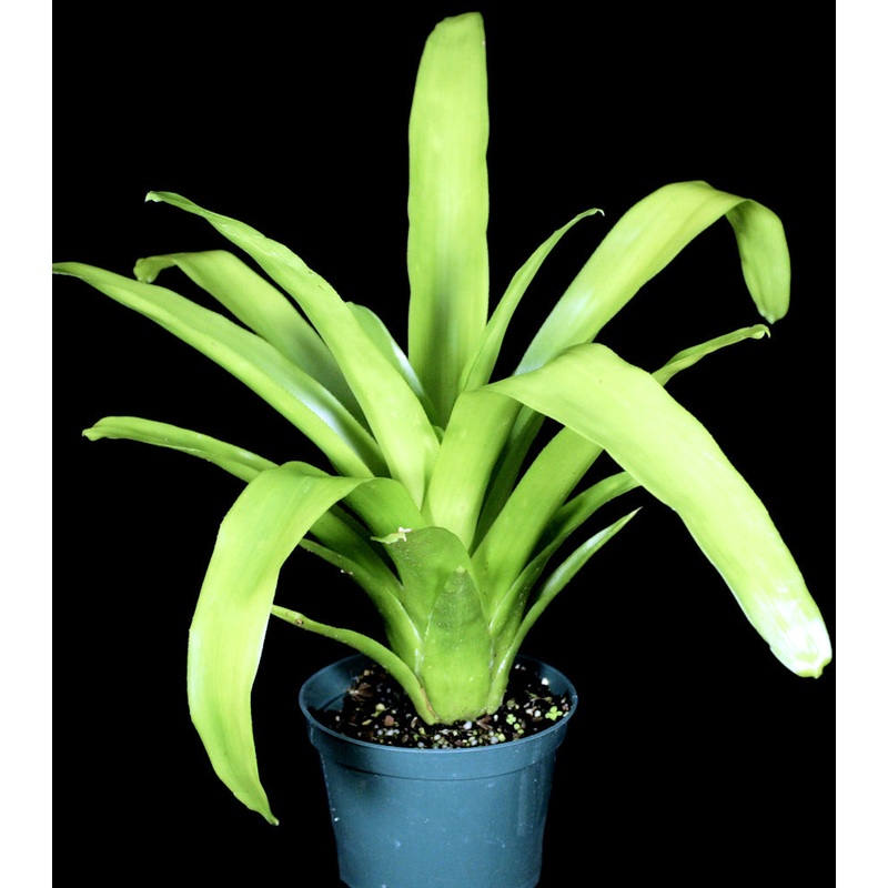 Aechmea blanchetiana (wild from seed)