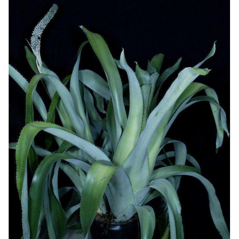Aechmea bromeliifolia albobracteata