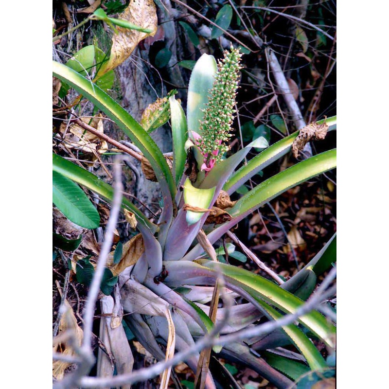 Aechmea castelnavii|Offset