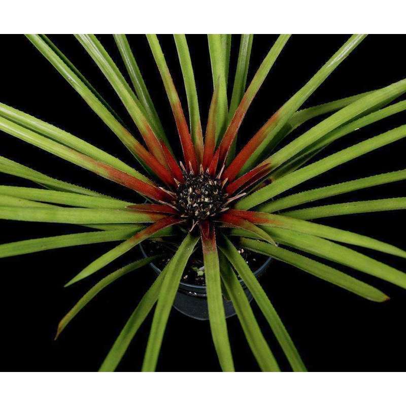 Aechmea kentii|Offset|6-inch Pot