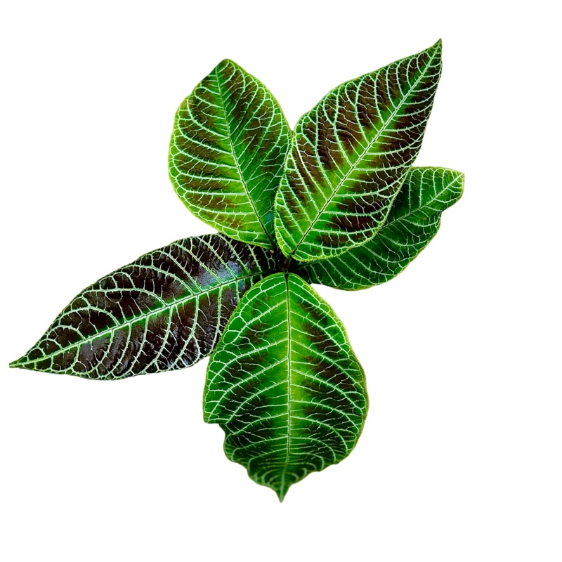 Ardisia gigantifolia|Rooted Specimen