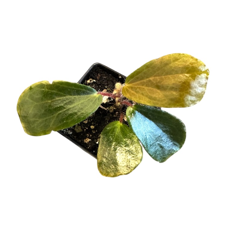 Begonia blancii|3-4 leaf cutting|Small Rooted Plug (3+ leaves)|Rooted with 5 + leaves