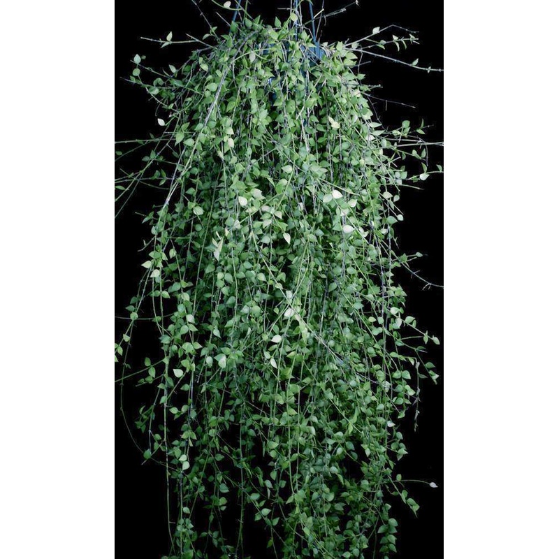 Dischidia ruscifolia Babuyan Island