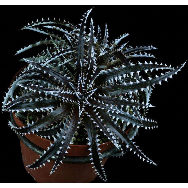 Dyckia ‘Larry the Chopper’|Division