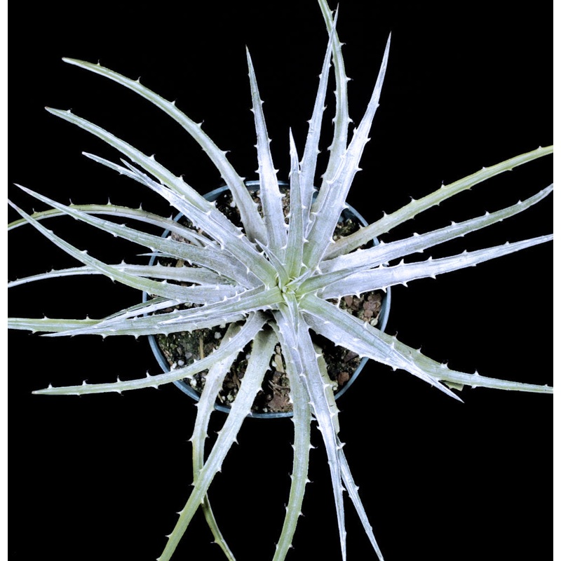 Dyckia species ‘La Rioja’|6-inch Pot|8-inch Pot