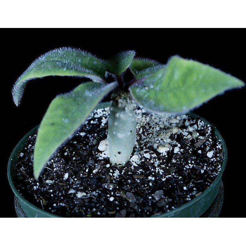 Euphorbia alfredii|4-inch Pot|6-inch Pot