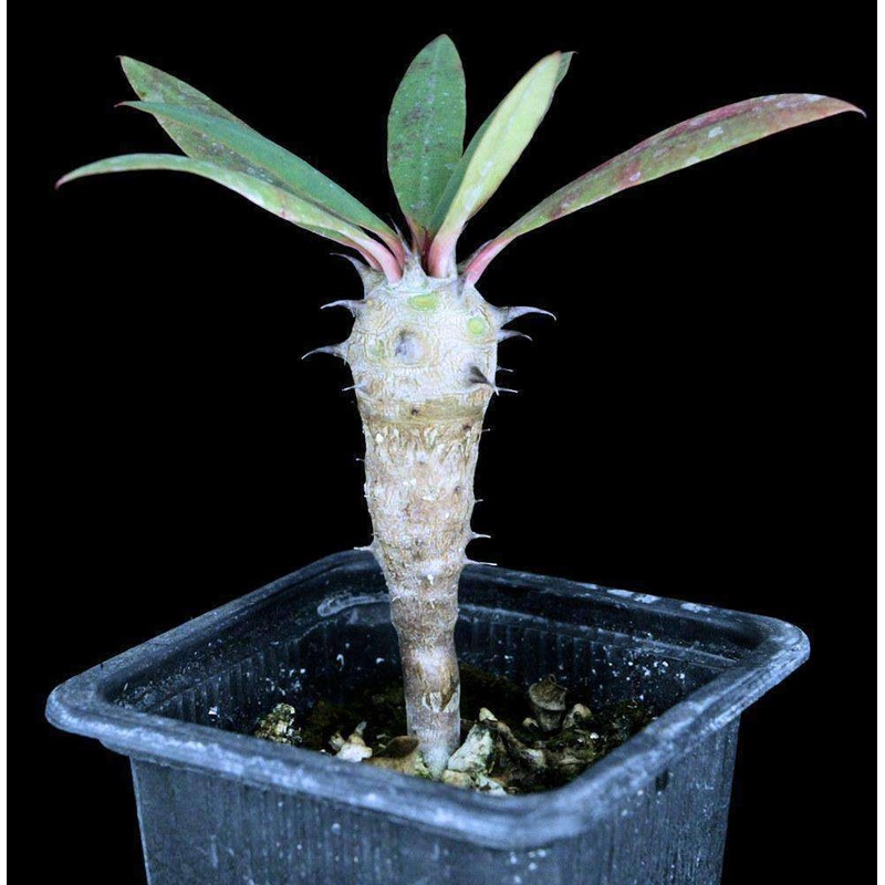 Euphorbia ambarivatoensis|3-inch Pot