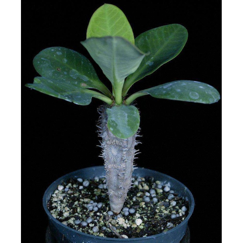 Euphorbia aureoviridiflora|3-inch Pot|4-inch Pot|6-inch Pot