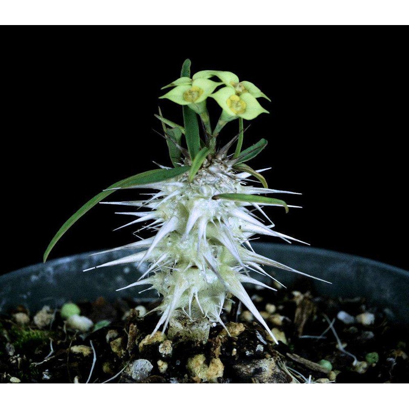 Euphorbia rossii|4-inch Pot|5-inch Pot|4-inch Pot (WHOLESALEX)
