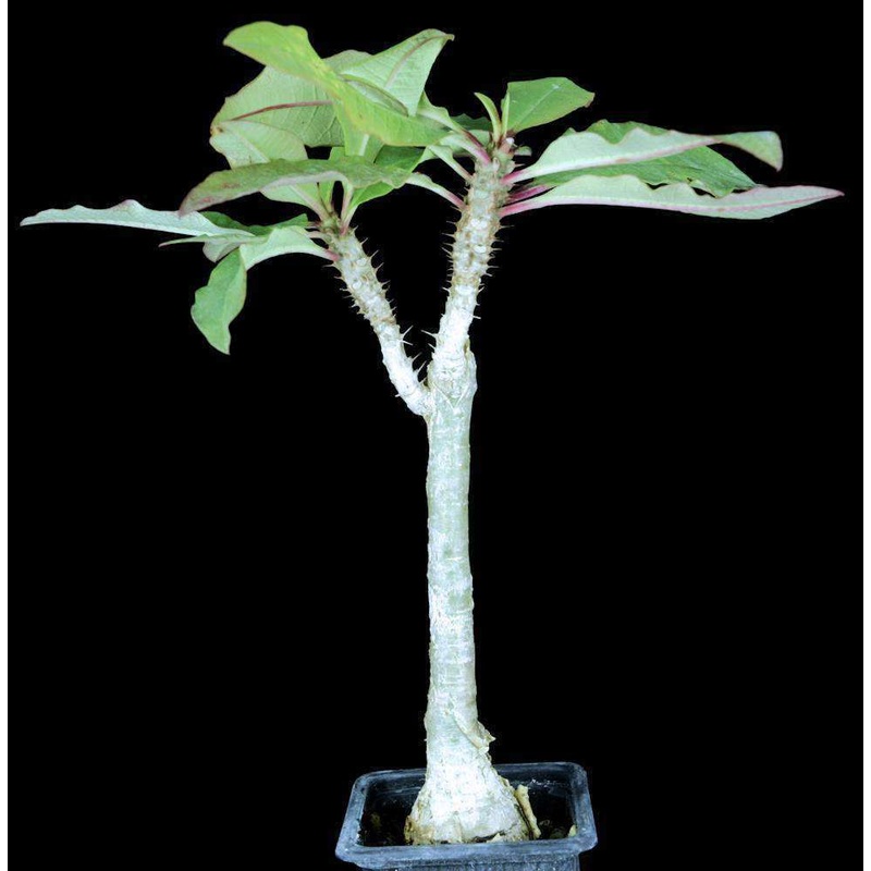 Euphorbia species ‘Nova’ aff. perrieri