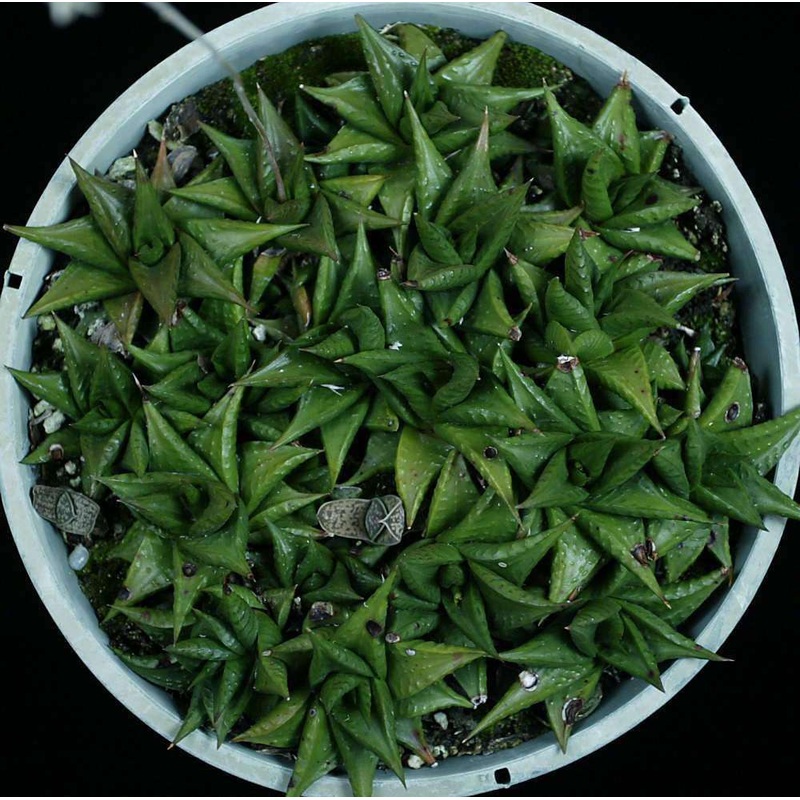 Haworthia limifolia var. nova (Pongola Mountain)