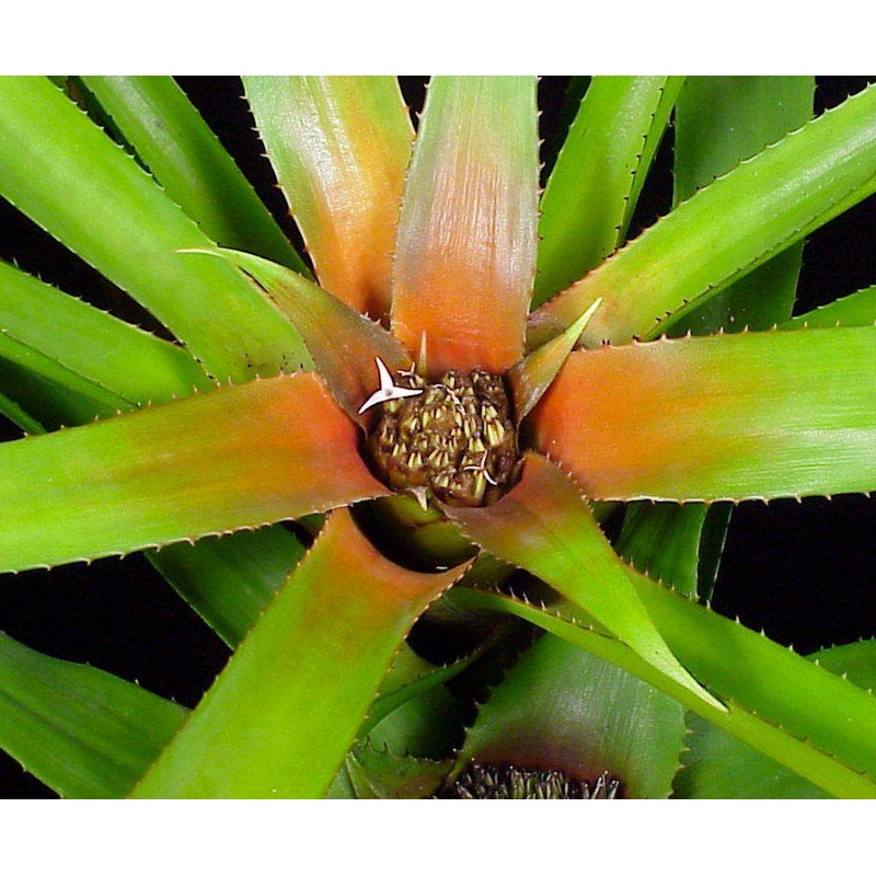 Hylaeaicum myrmecophilum|Offset|6-inch Pot