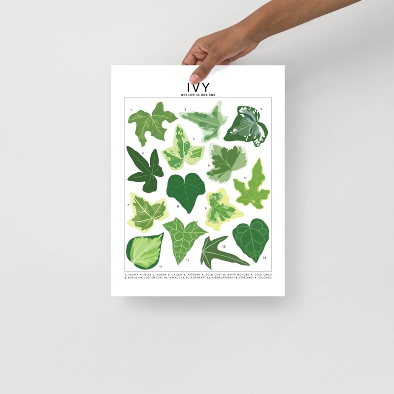 Ivy Species ID Chart – Botanical Houseplant Art Print