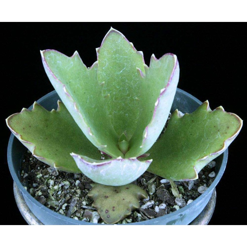 Kalanchoe synsepala nova|4-inch Pot