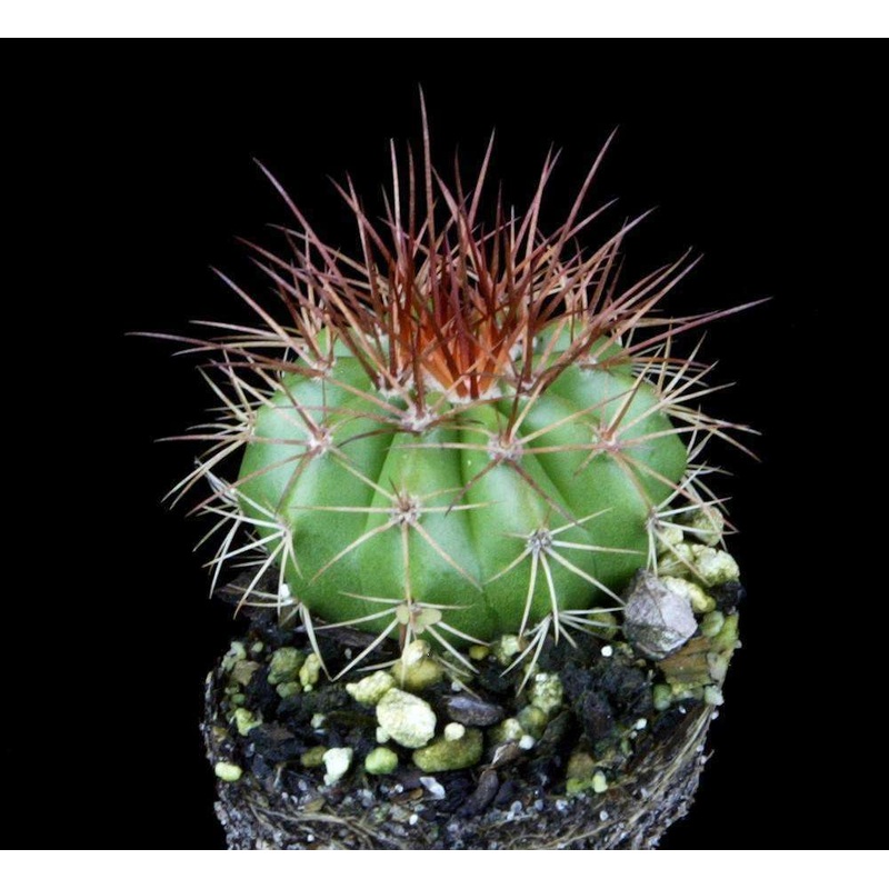 Melocactus neomontanus|4-inch Pot