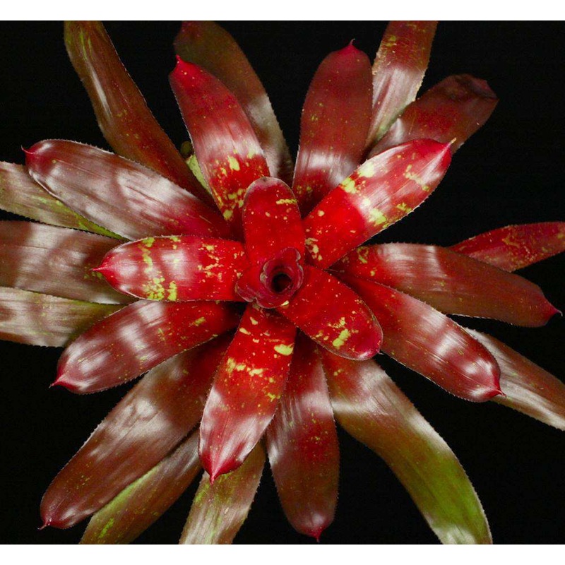 Neoregelia ‘Flama’|6-inch Pot|Offset