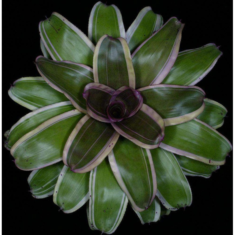 Neoregelia ‘Guantanamo’|Offset