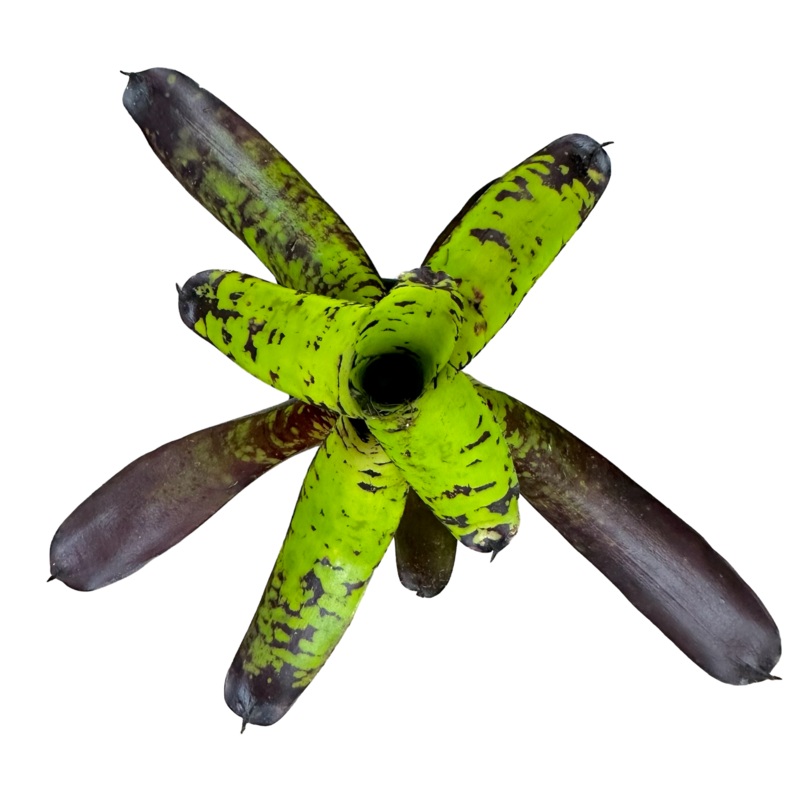 Neoregelia Kryptonite