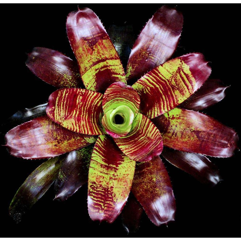 Neoregelia ‘Ripple Effect’|Offset