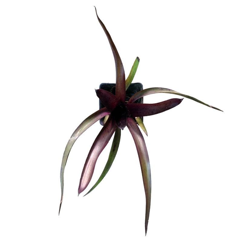 Neoregelia Tar Baby