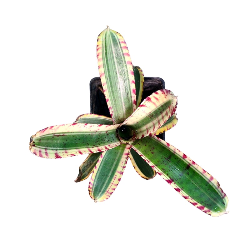 Neoregelia Toy Tiger