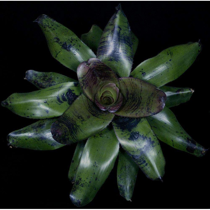 Neoregelia ‘Vulkan’|Offset