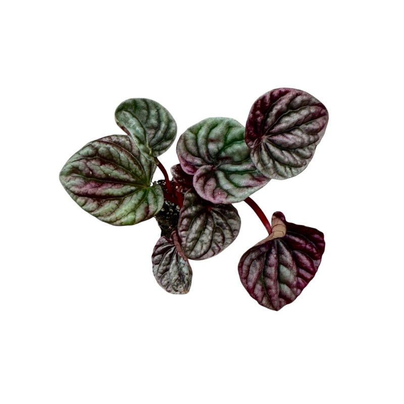 Peperomia caperata – Luna Red|6-10 leaf cutting|Small Rooted Plug (Rooted with 6+ leaves)|Rooted with 8+ leaves