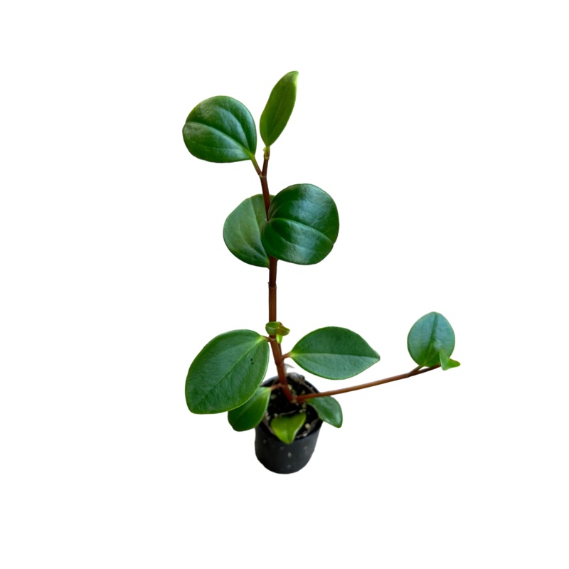 Peperomia glabella|6-10 leaf cutting|Small Rooted Plug (Rooted with 4+ leaves)|Rooted with 8+ leaves