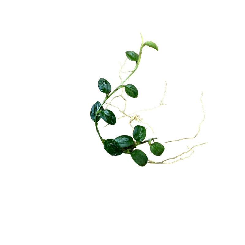 Philodendron sp. Mini pteropus #3