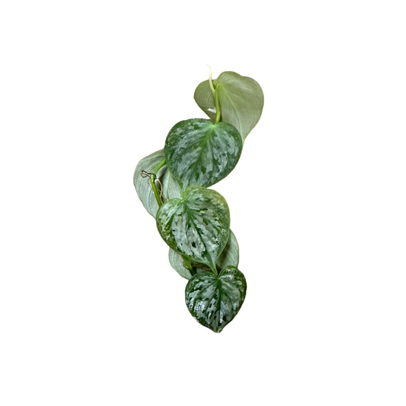 Philodendron sp. Mottled Fitzcaraldo