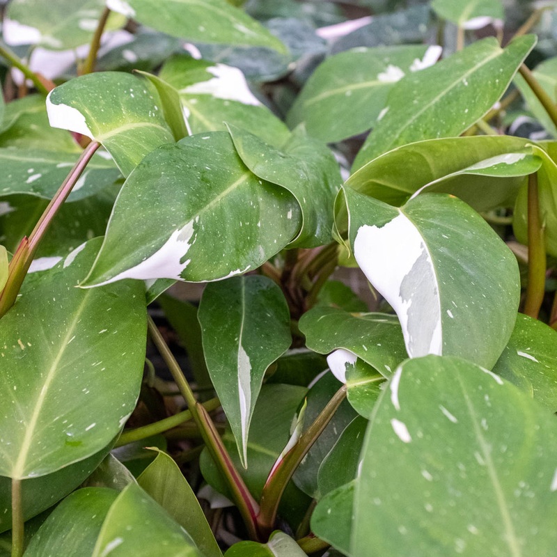 Philodendron ‘White Knight’|4″ Pot|6″ pot