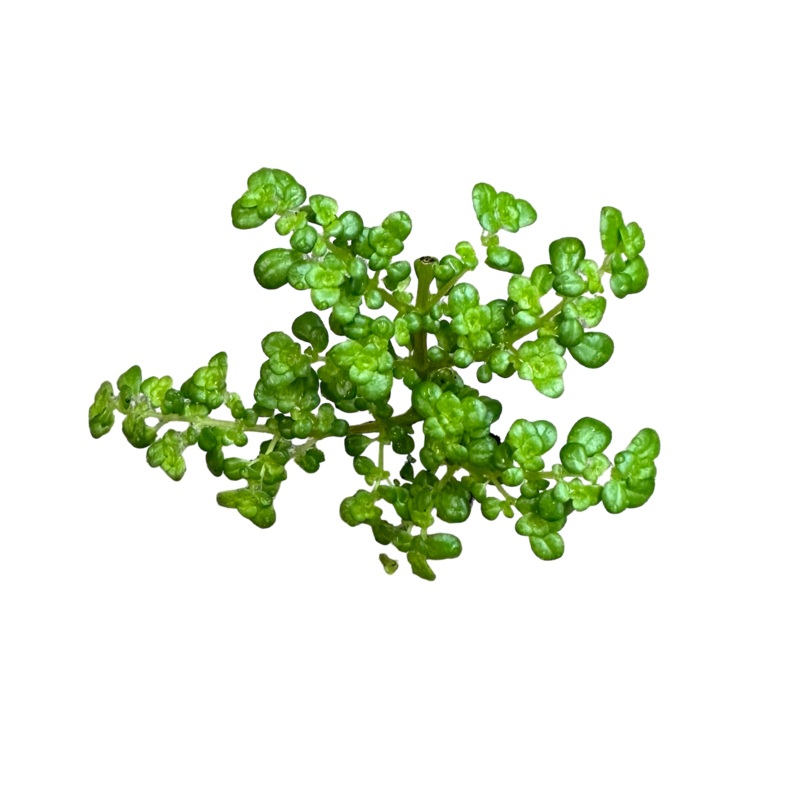 Pilea microphylla|Rooted Specimen (Small Plug)