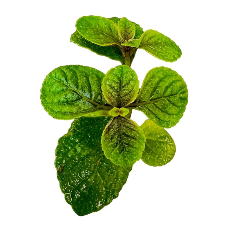 Plectranthus purpuratus Purple