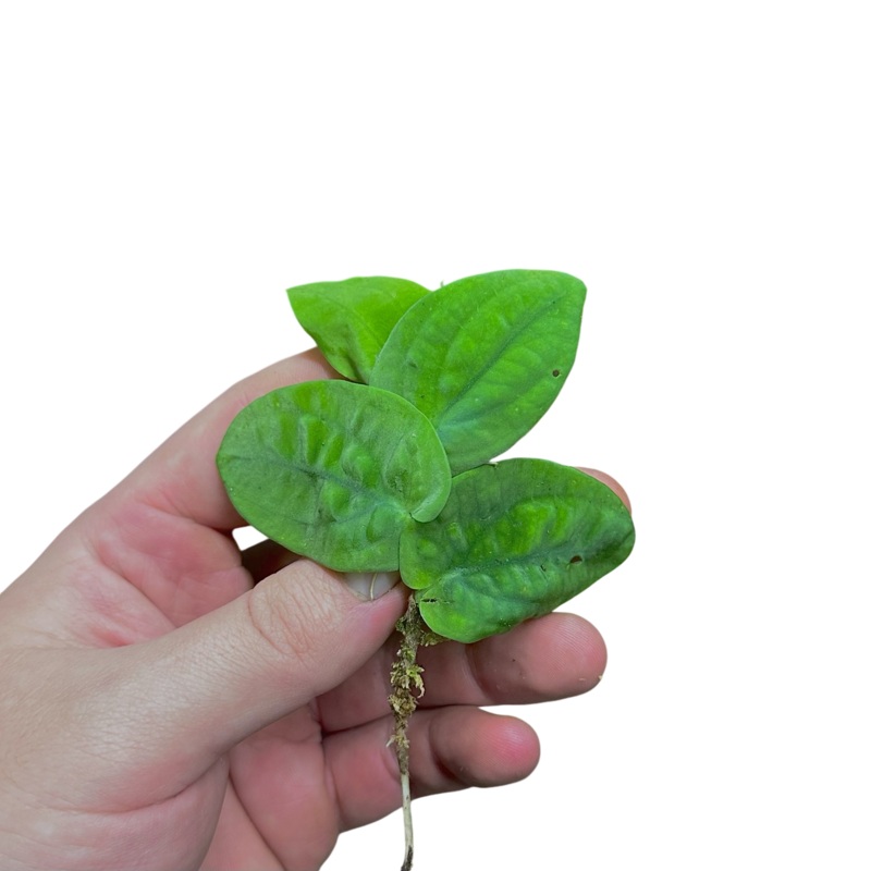 Rhaphidophora celatocaulis|4-5 leaf cutting|Rooted with 6 + leaves