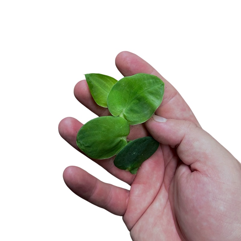 Rhaphidophora latevaginata Oval Leaf