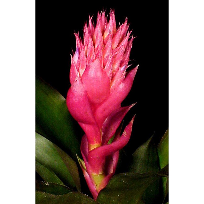 Ronnbergia allenii|Offset|6-inch Pot
