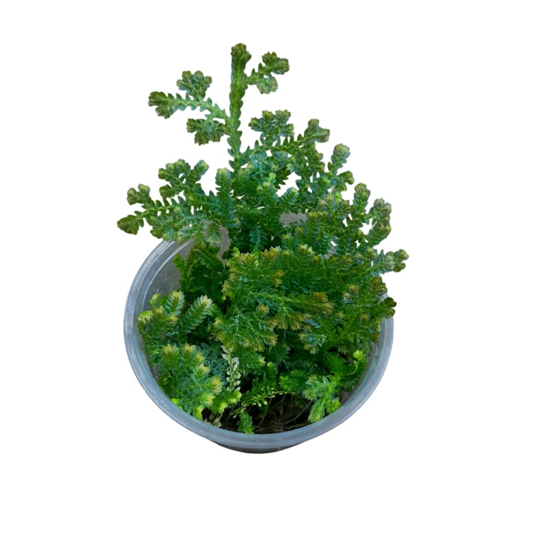 Selaginella sp|Cutting (2+in)|MiniCup (4-7oz Cup, Rooted with many growth points)