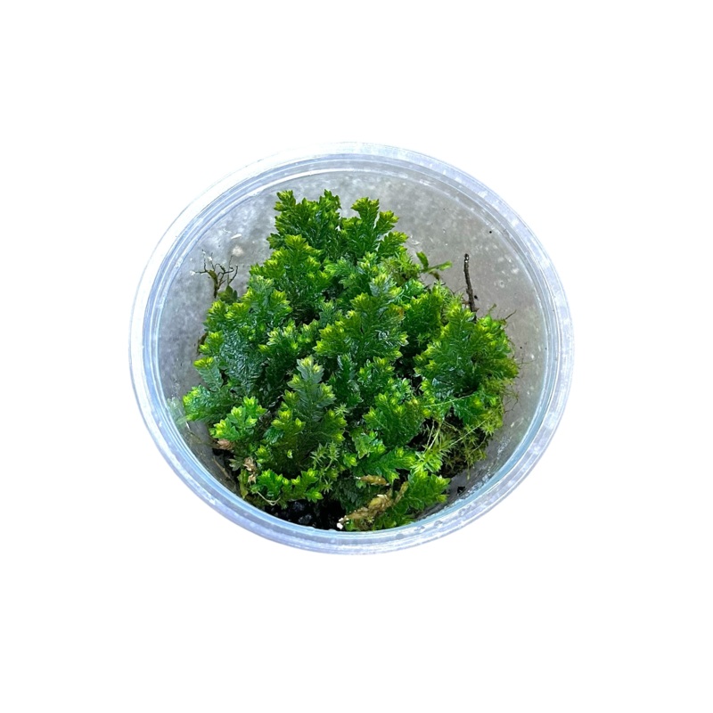 Selaginella sp Mini Ecuador|Cutting (1-2 in)|MiniCup (4-7oz Cup, Rooted with many growth points)