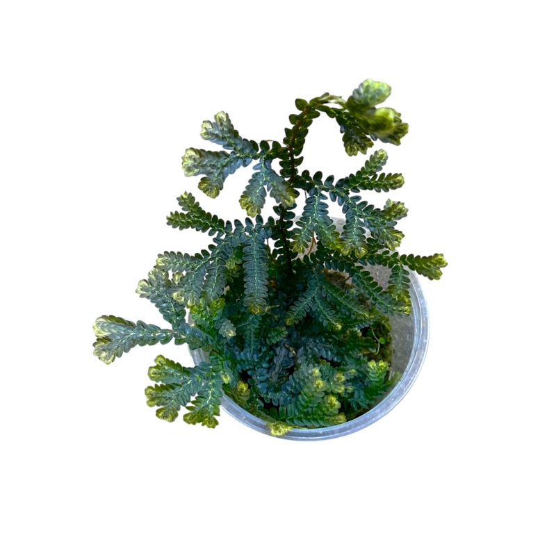 Selaginella sp Thailand Nursery