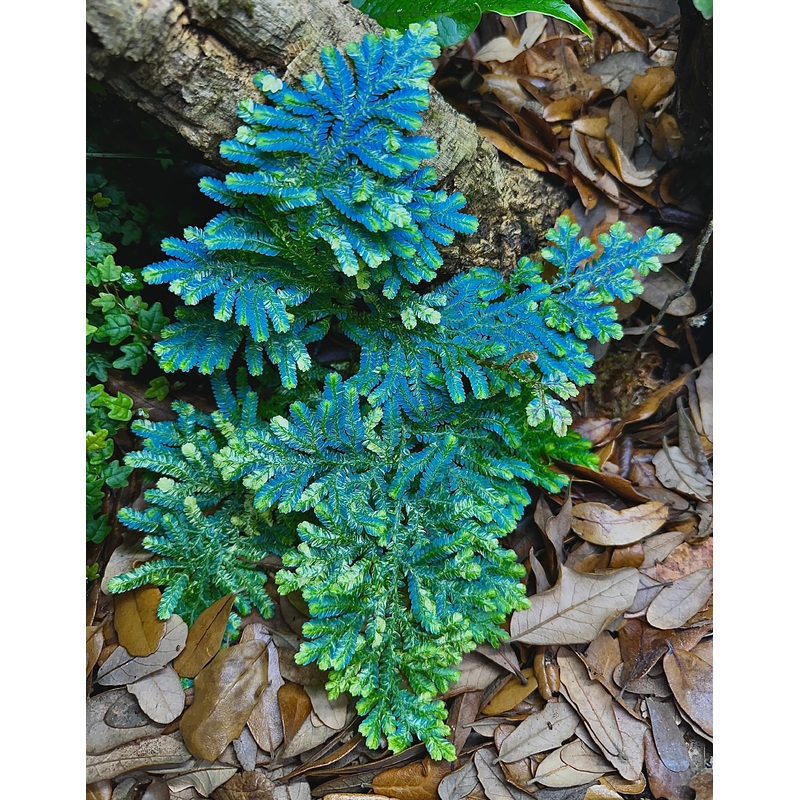Selaginella willdenowii Variegated