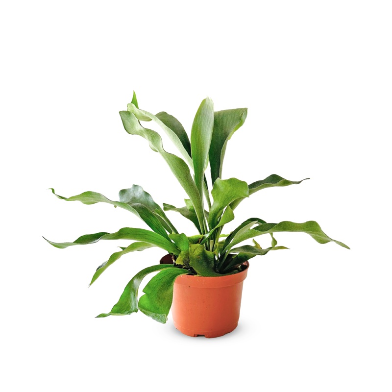 Staghorn Fern|6 Inch